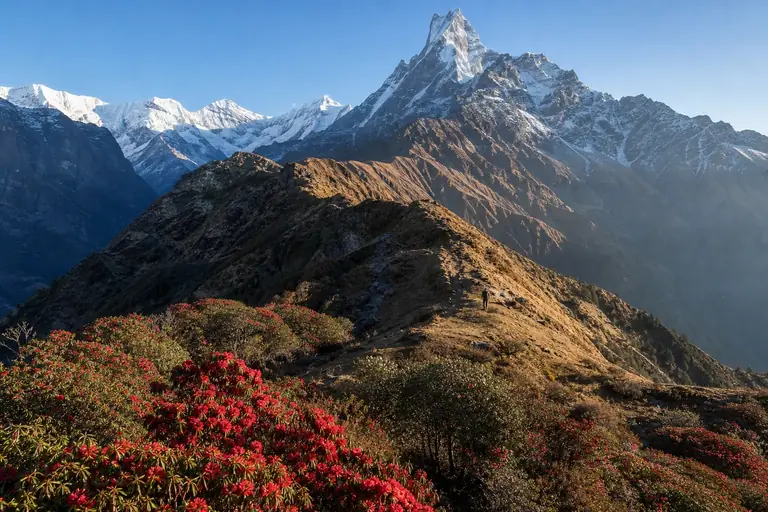 Rhododendrons and a mountain ridge beneath Machhapuchhre on the Mardi Himal trek